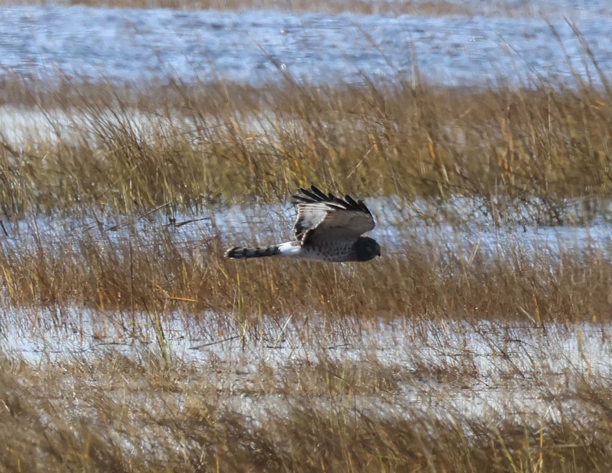 mørkmyrhauk - ML611512580