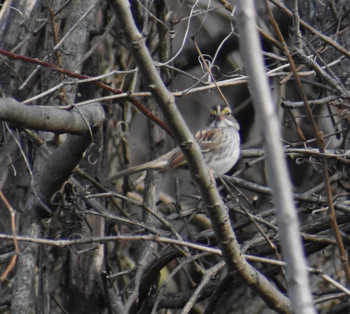 White-throated Sparrow - ML611512588