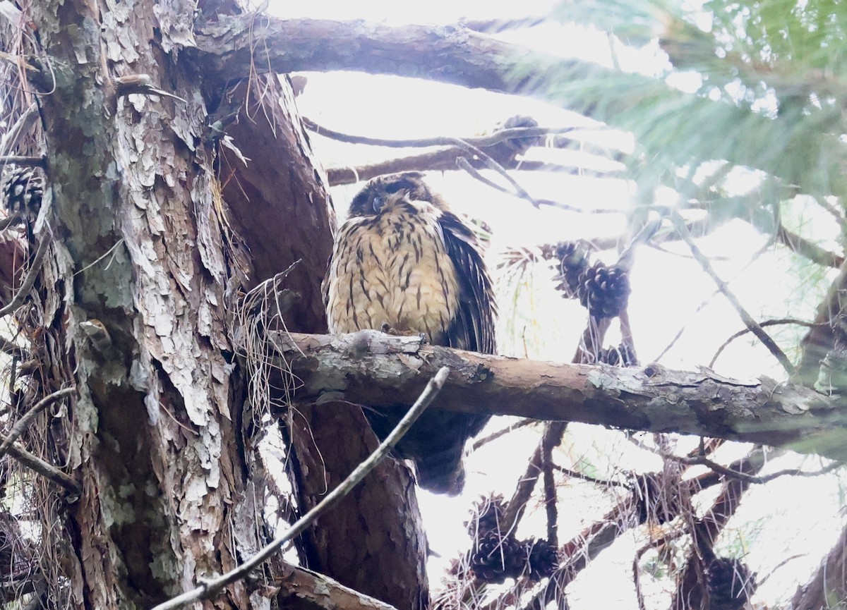 Madagascar Owl - ML611512599
