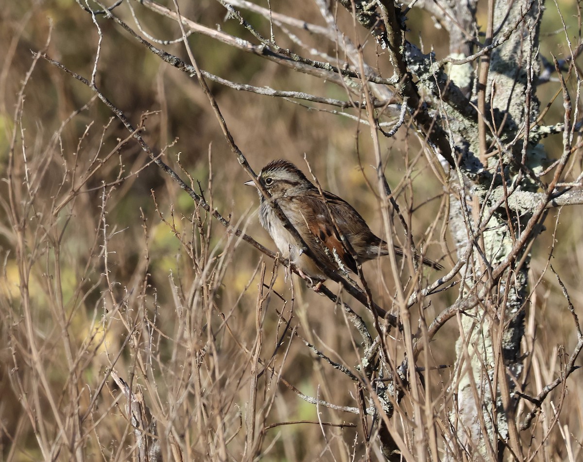 sumpspurv - ML611512666