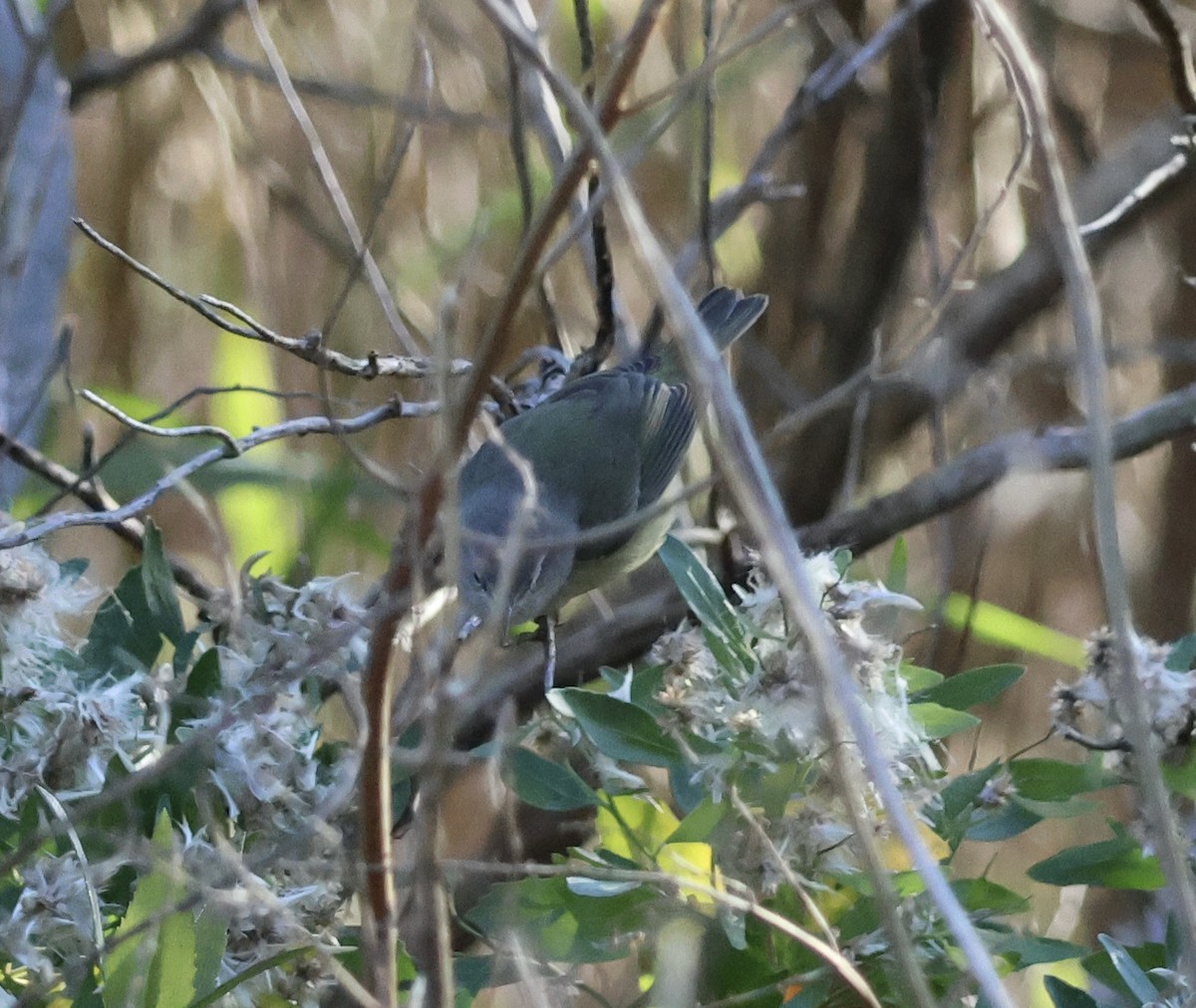 oransjekroneparula - ML611512700
