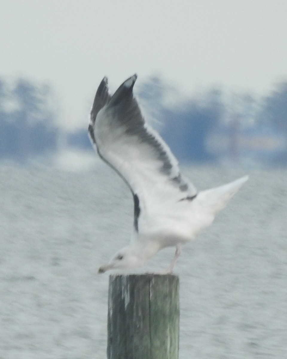 Great Black-backed Gull - ML611512715