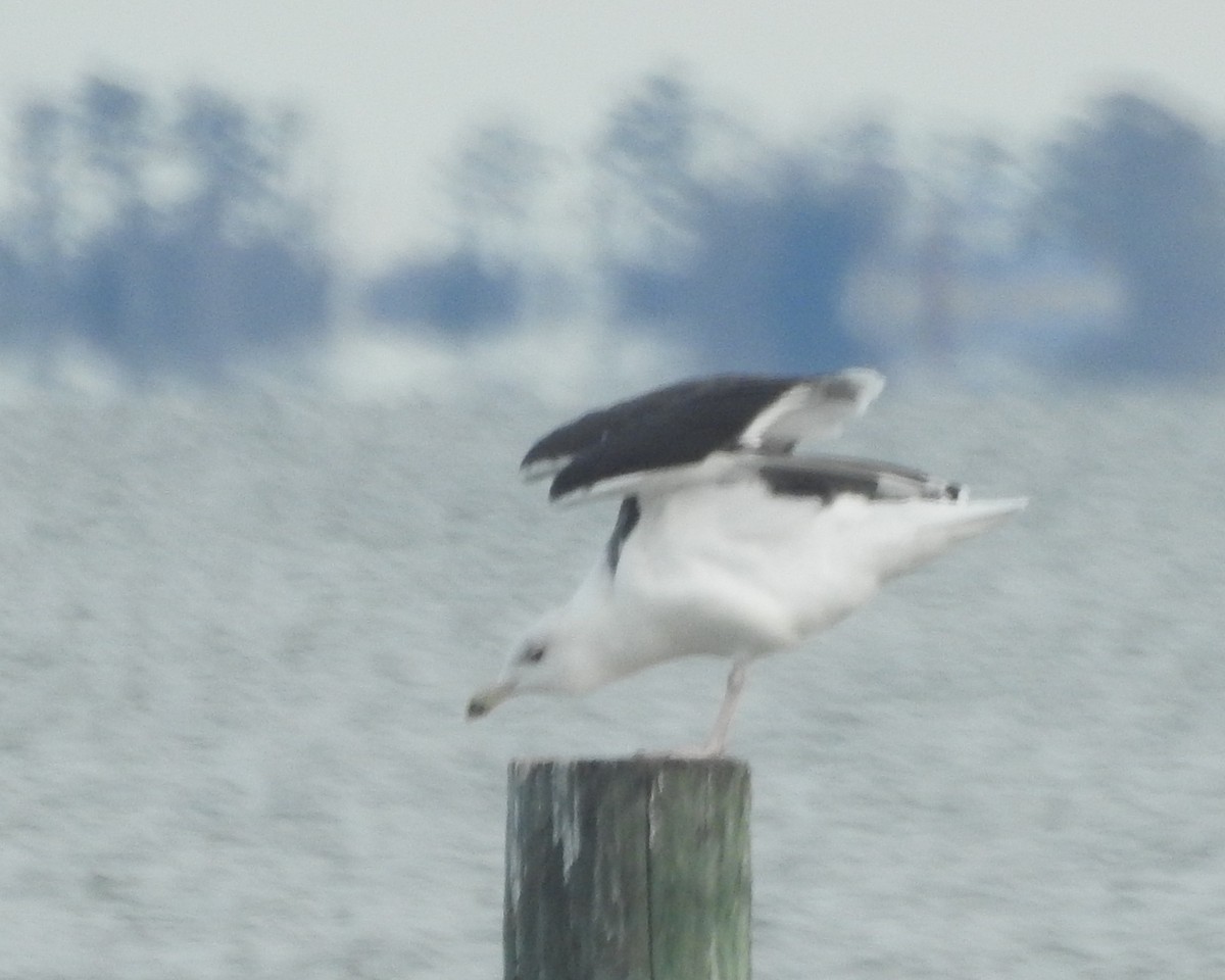 Great Black-backed Gull - ML611512716