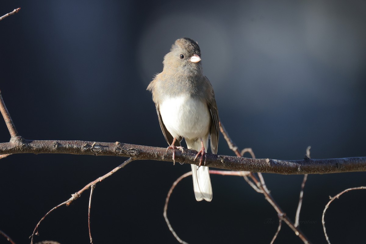 Dark-eyed Junco - ML611512734