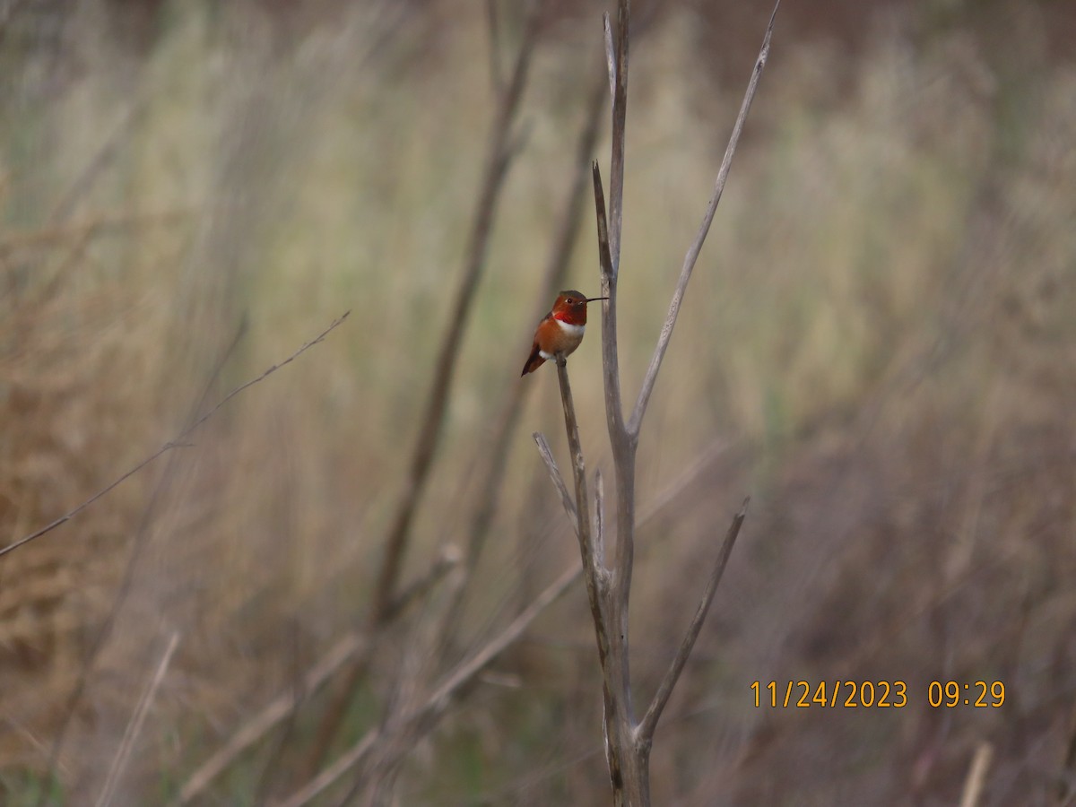 Allen's Hummingbird - Zehava Purim-Adimor