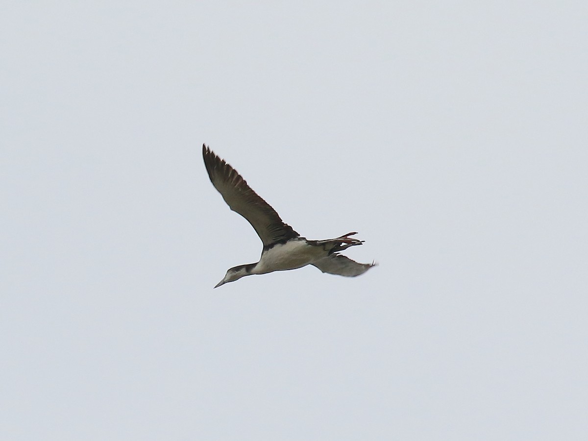 Common Loon - Doug Beach