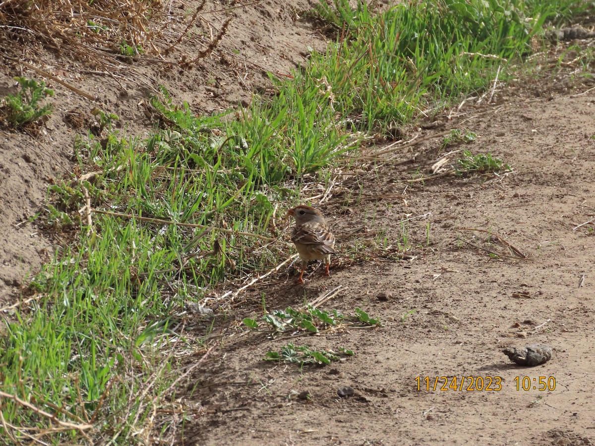 White-crowned Sparrow - Zehava Purim-Adimor