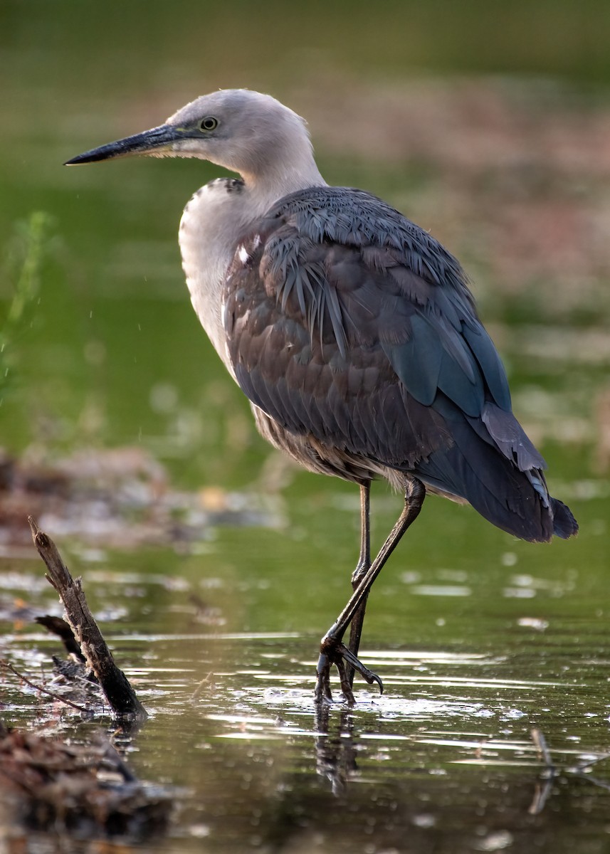 Pacific Heron - ML611512835