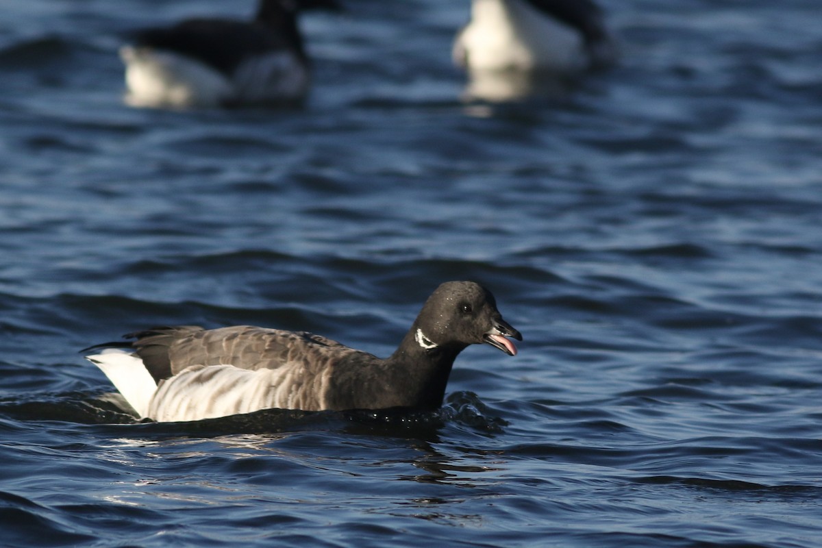 Brant (Atlantic) - ML611513017