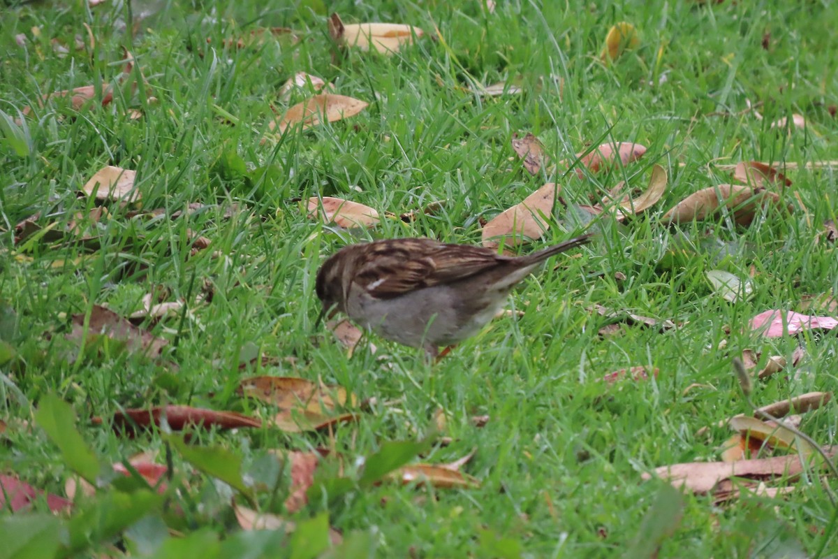 Moineau domestique - ML611513319