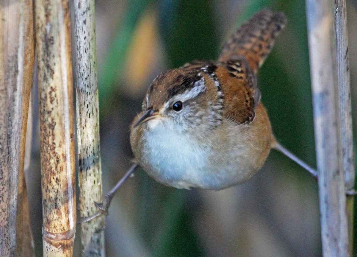 Marsh Wren - Mark Linardi