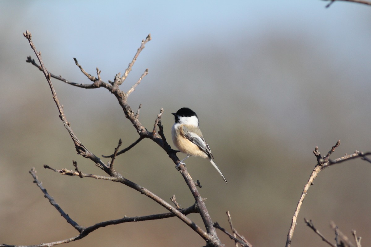 Black-capped Chickadee - Chris Scott