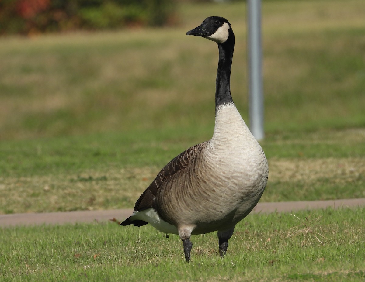 Canada Goose - ML611513542