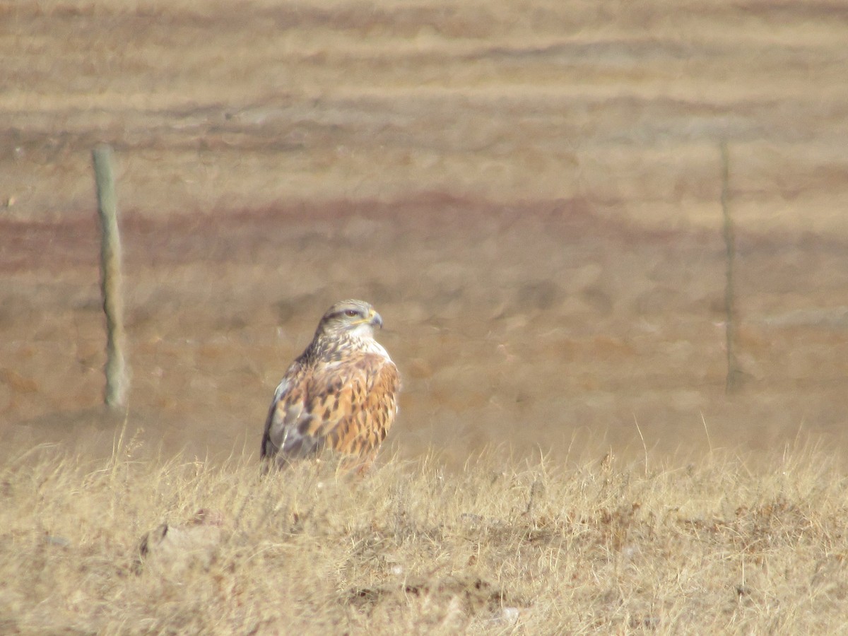 Ferruginous Hawk - ML611513561