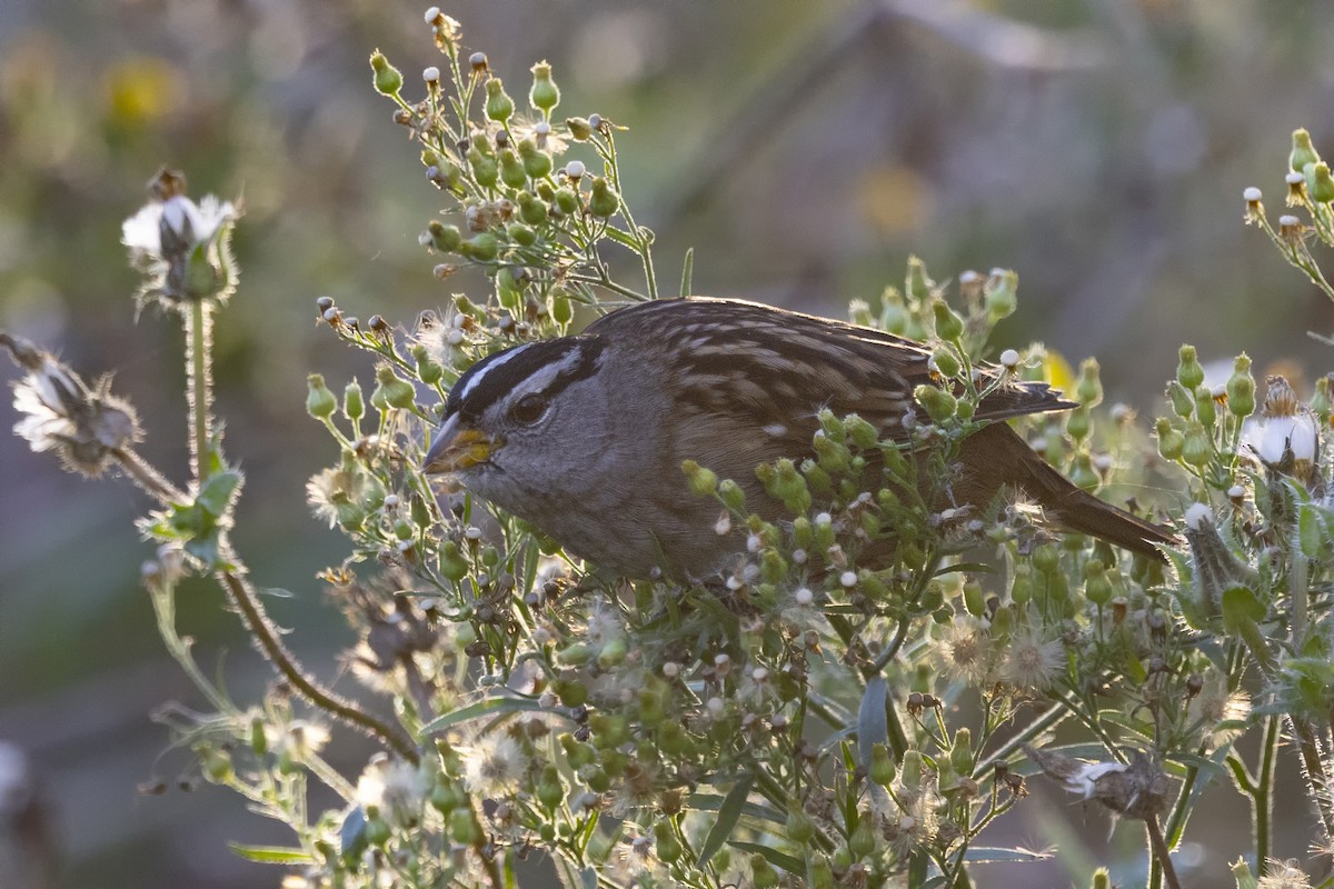 White-crowned Sparrow - ML611513671