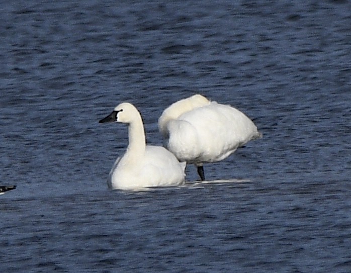 Tundra Swan - ML611513702