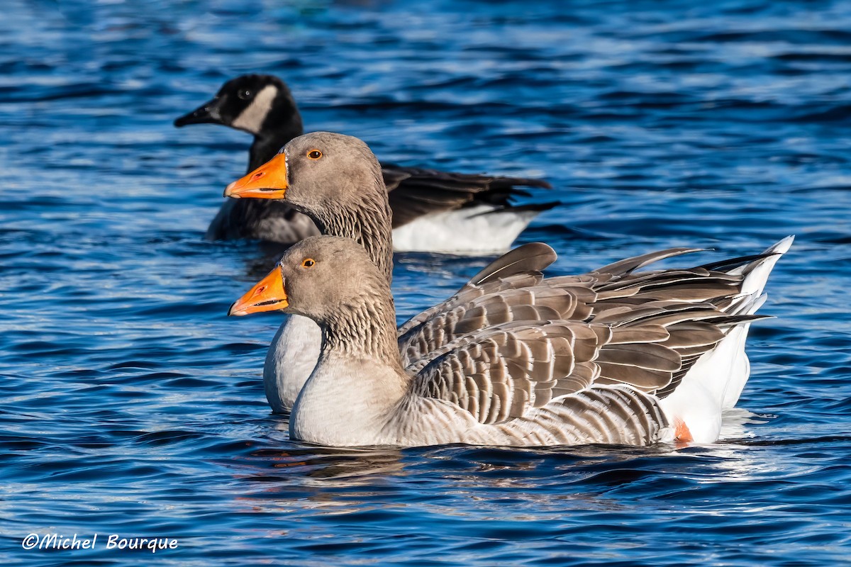 Graylag Goose - ML611513708