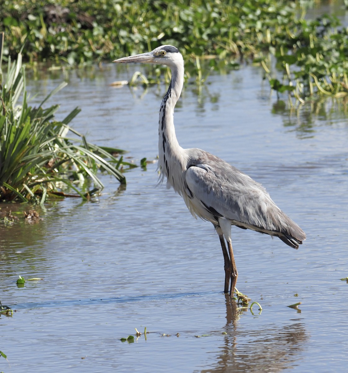 Gray Heron - ML611513777