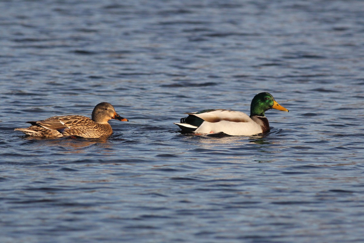 Canard colvert - ML611513779