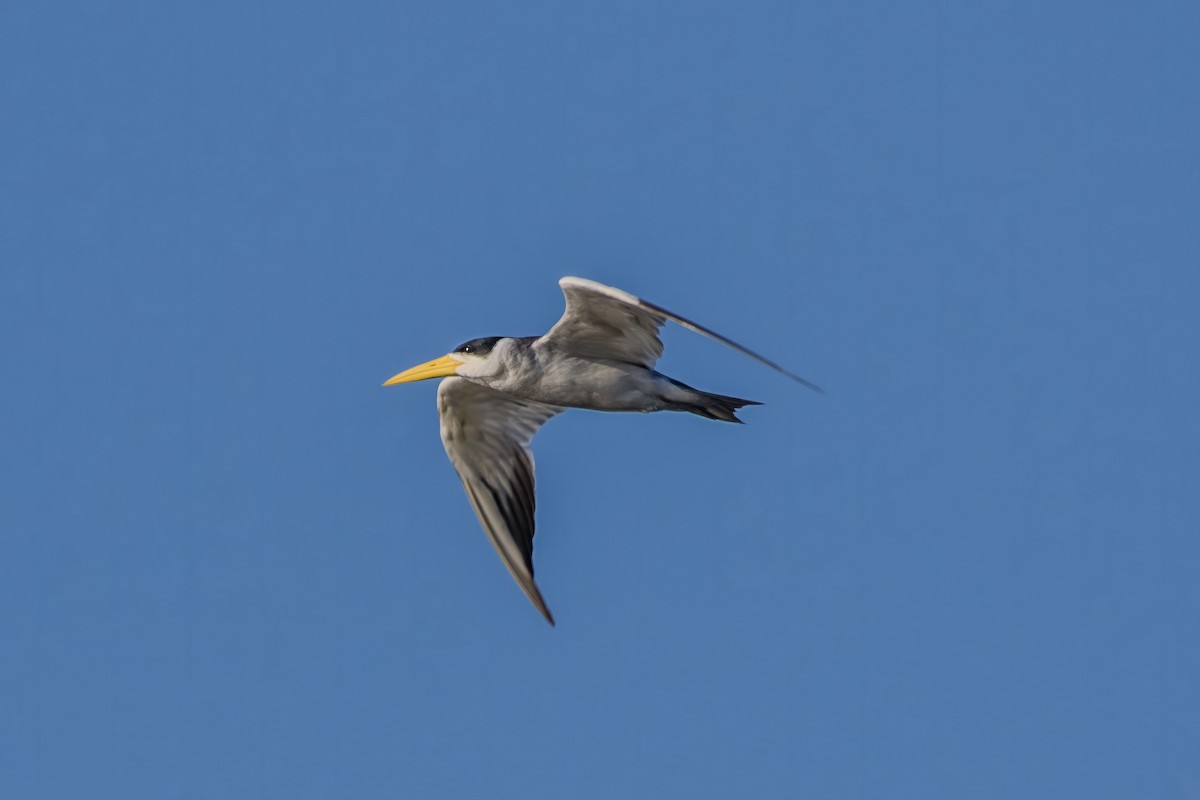 Large-billed Tern - ML611513871