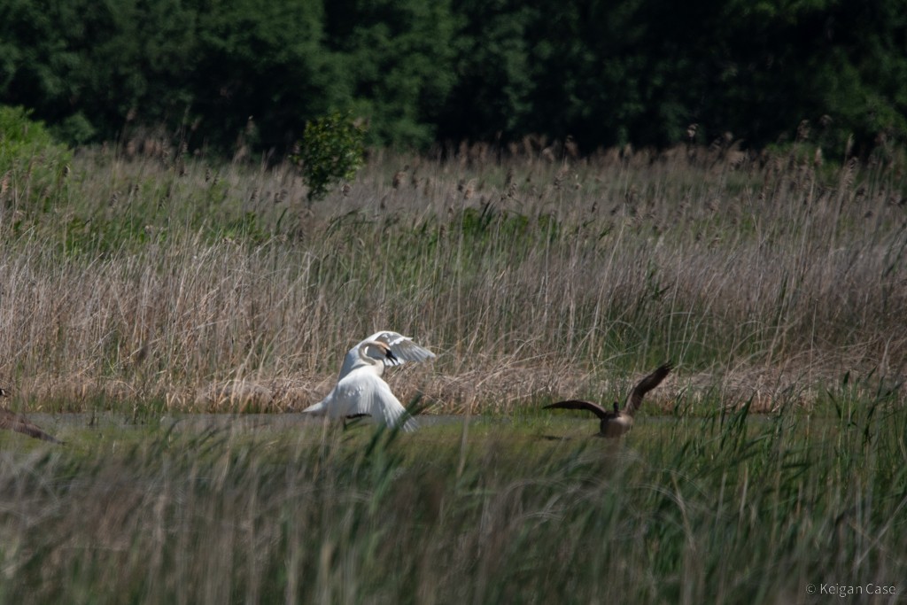 Trumpeter Swan - ML611513875