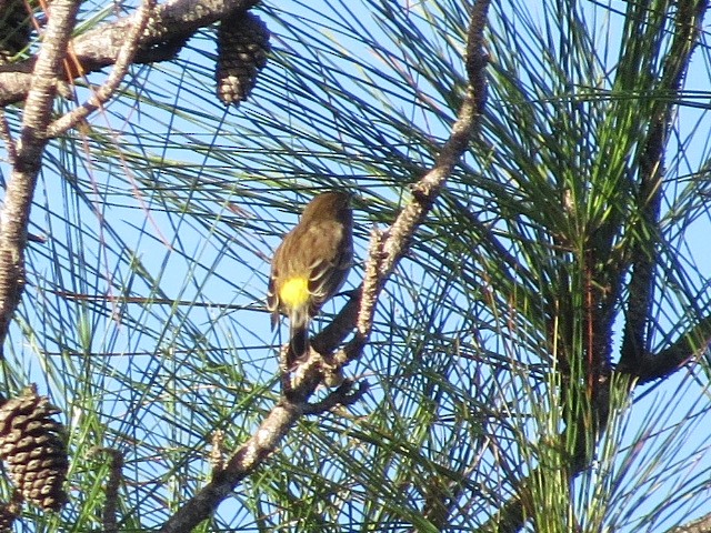 Yellow-rumped Warbler - ML611514005