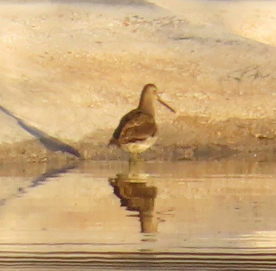 Long-billed Dowitcher - ML611514036