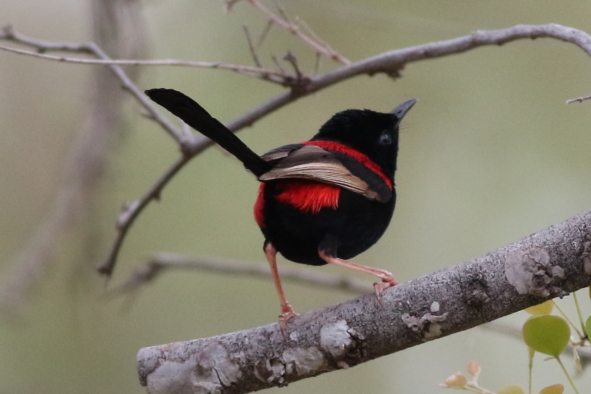 Red-backed Fairywren - ML611514038