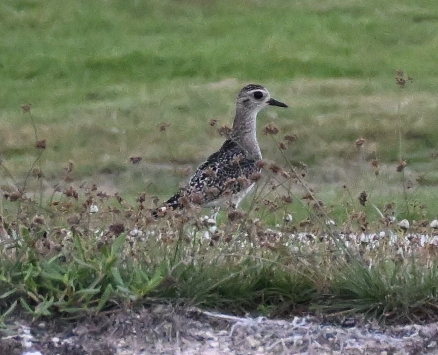 American Golden-Plover - ML611514179