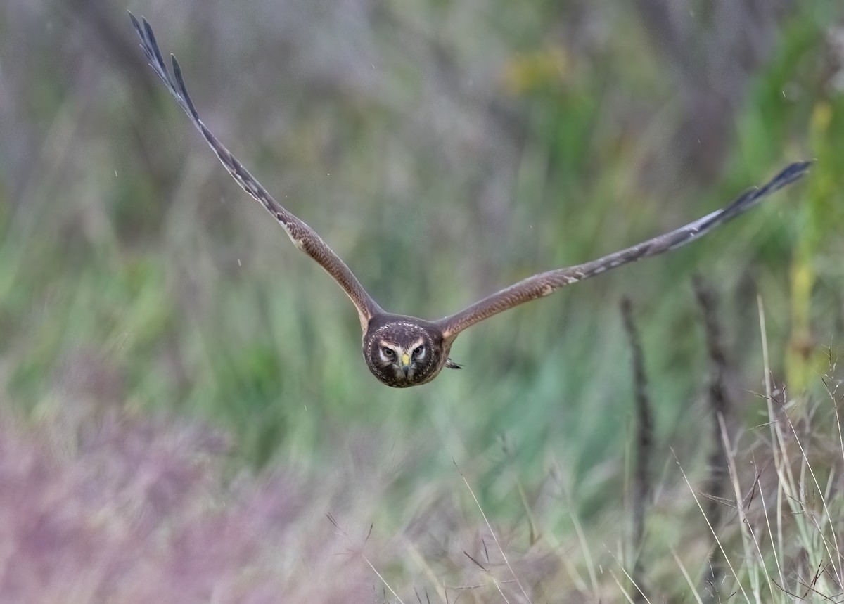 Northern Harrier - ML611514204