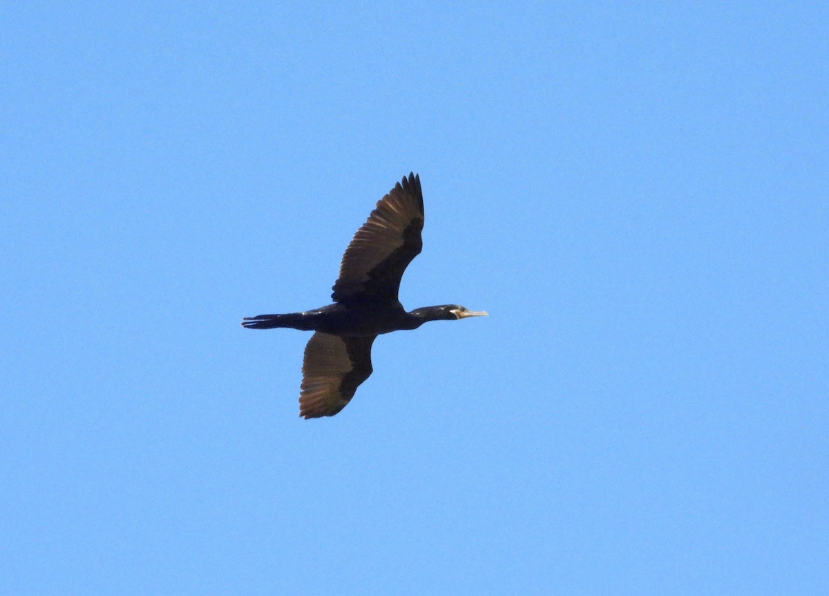 Neotropic Cormorant - ML611514234