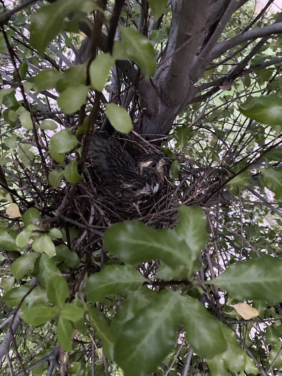 Rufous-tailed Plantcutter - ML611514332