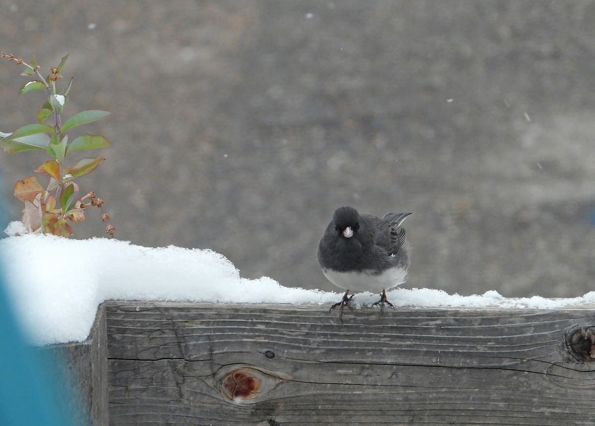 Dark-eyed Junco - ML611514355