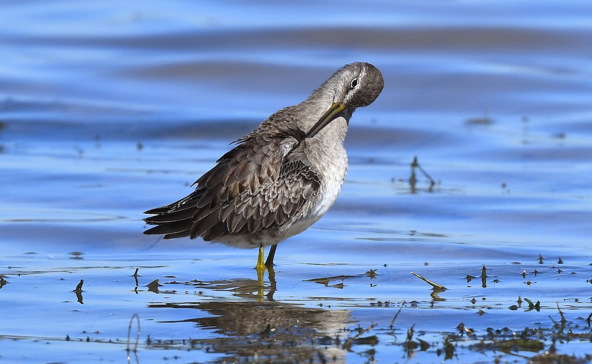 Long-billed Dowitcher - ML611514367