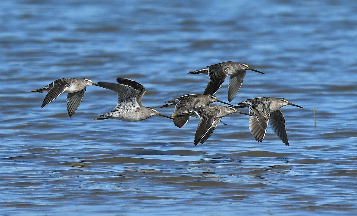 Long-billed Dowitcher - ML611514368