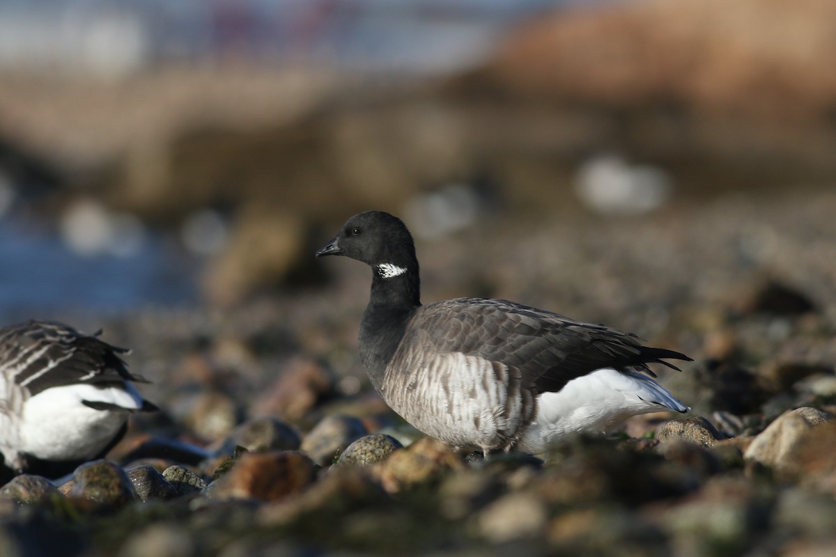 Brant (Atlantic) - ML611514393