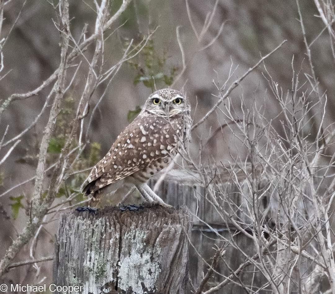 Burrowing Owl - ML611514434