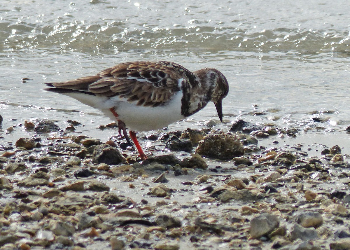 Ruddy Turnstone - ML611514459