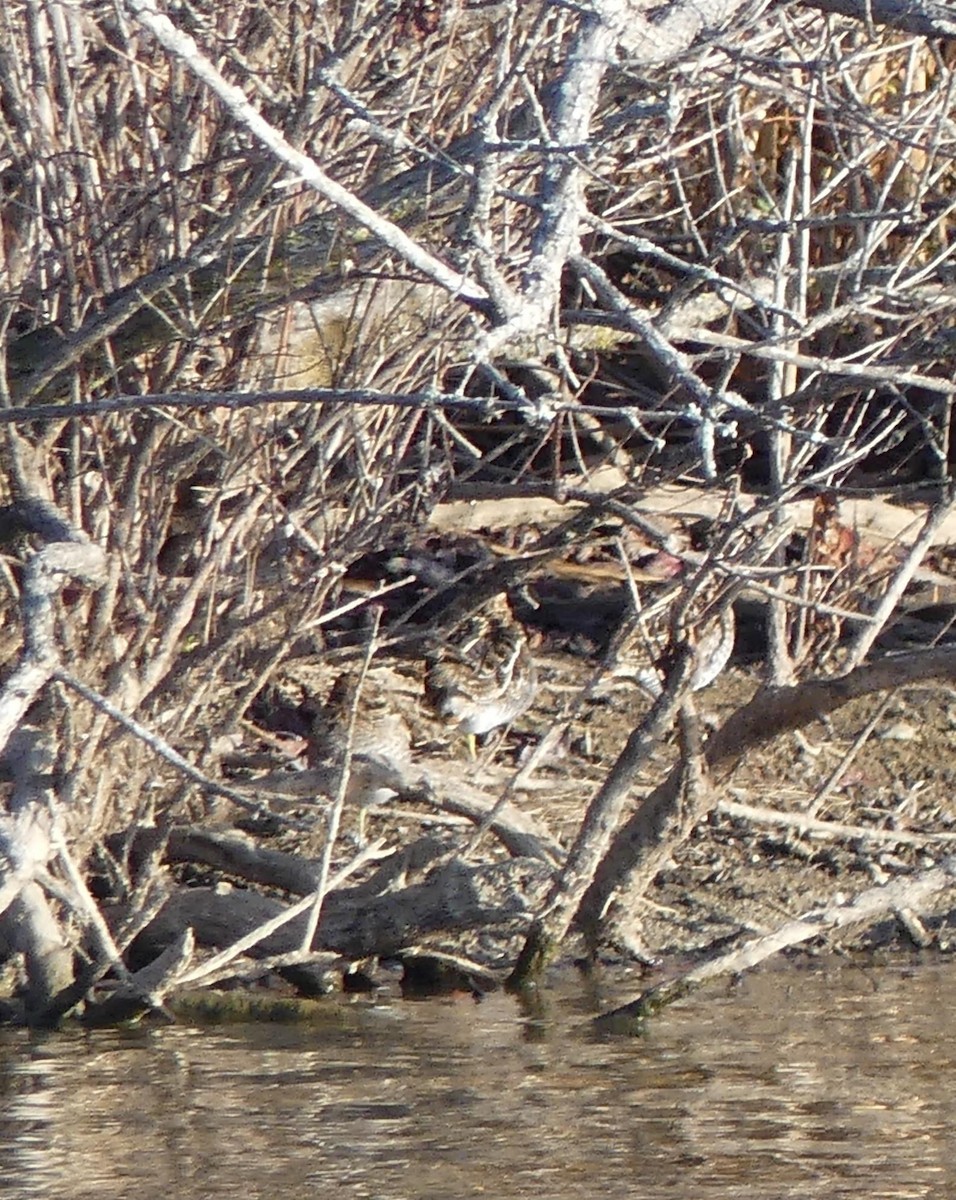 Wilson's Snipe - ML611514468