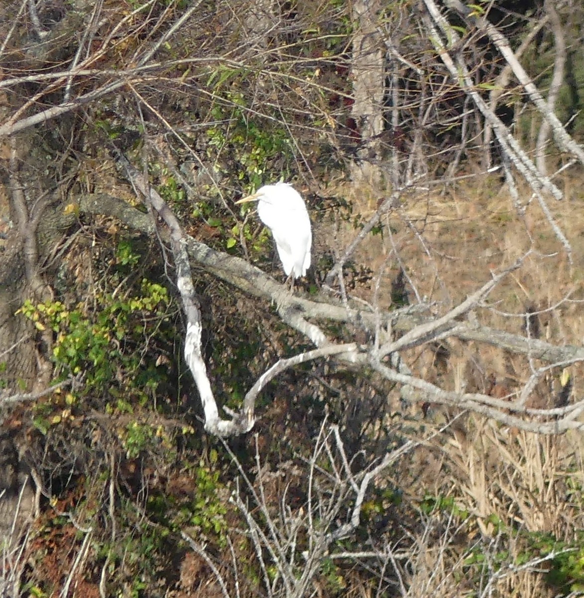 Great Egret - Sandra Spence