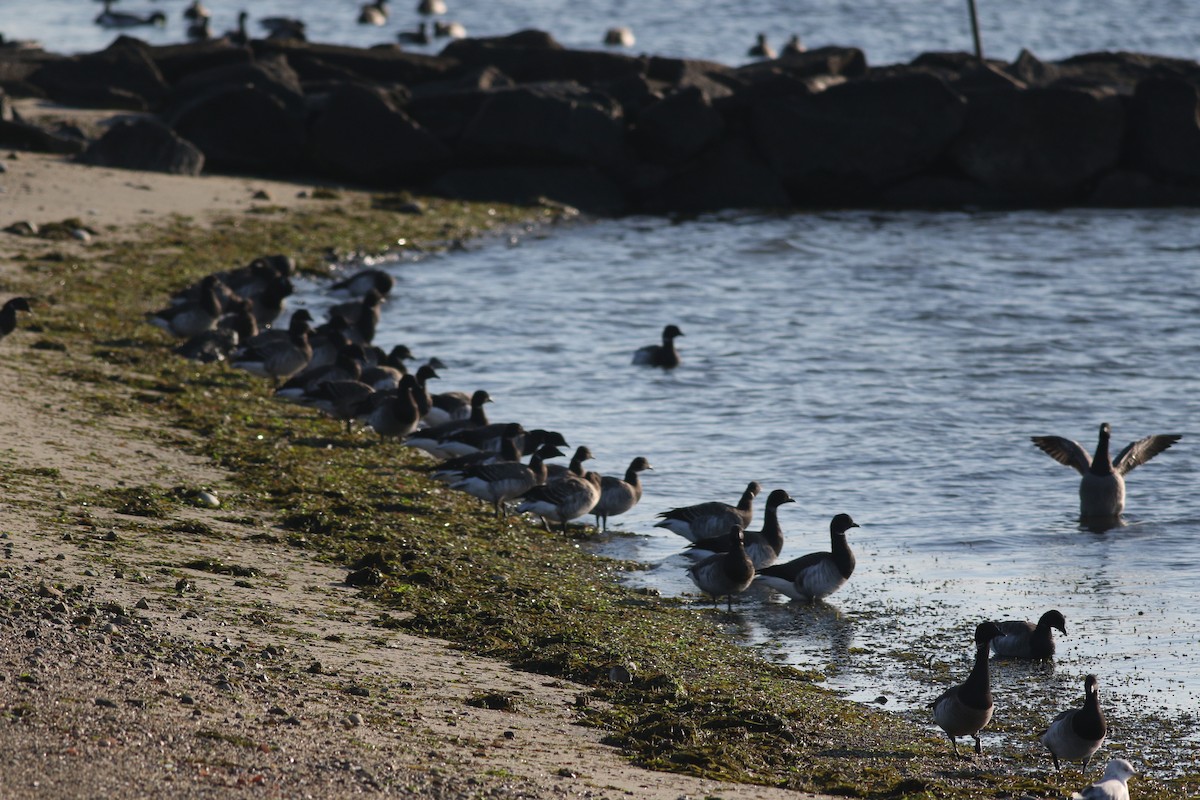 Brant (Atlantic) - ML611514539