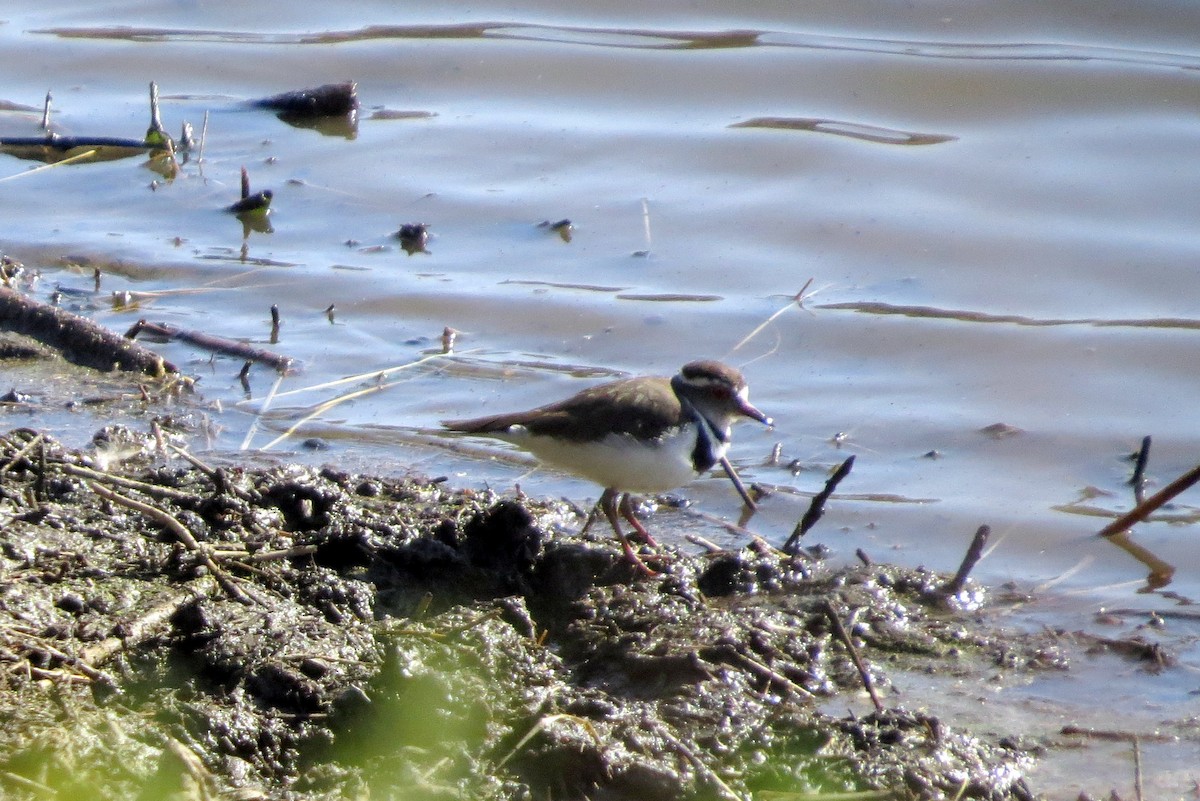 Three-banded Plover - ML611514639