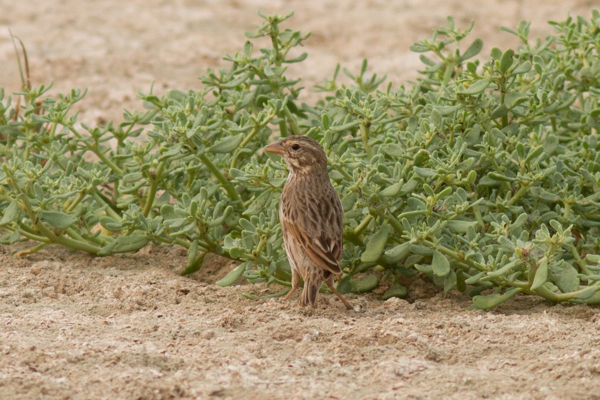 Savannah Sparrow (Large-billed) - Justyn Stahl