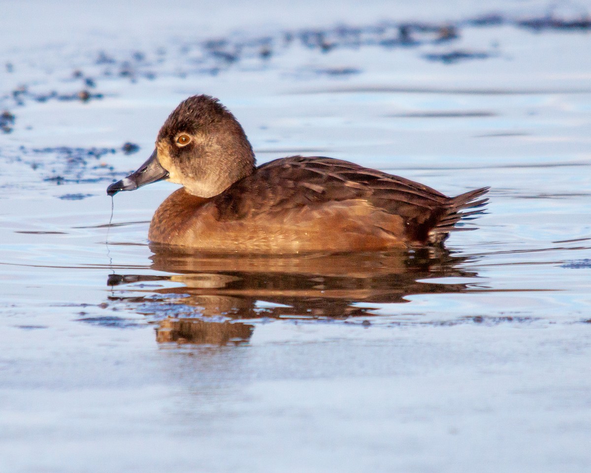 Ring-necked Duck - ML611514691