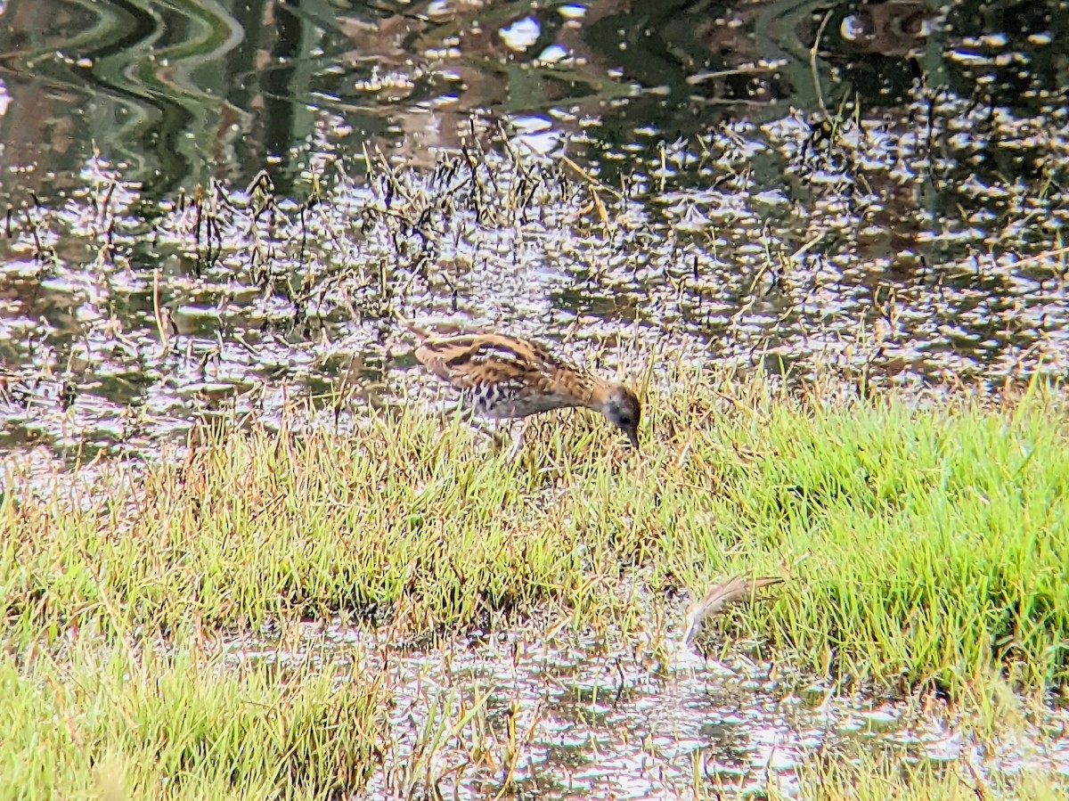 Baillon's Crake - ML611514701