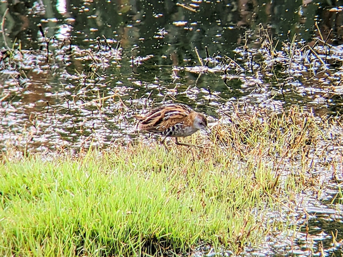 Baillon's Crake - ML611514702