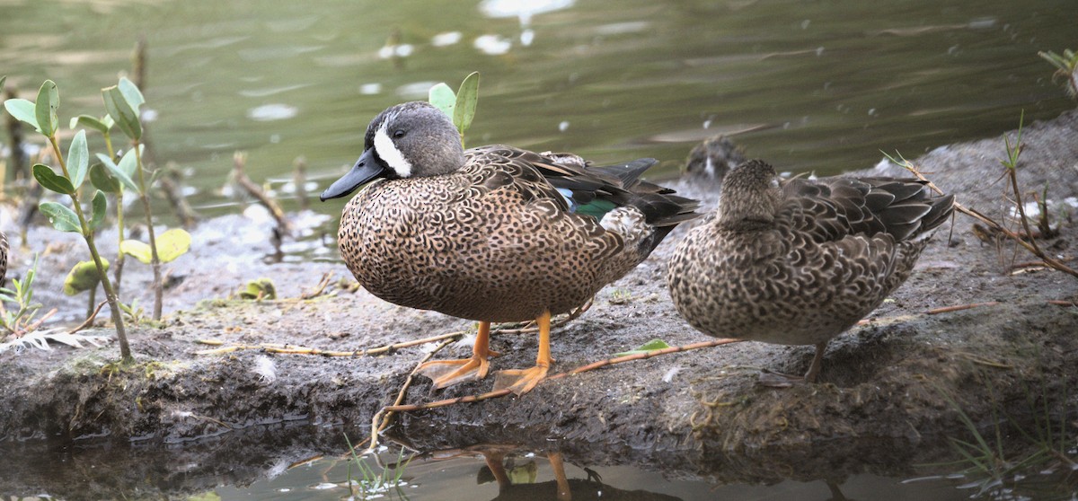 Blue-winged Teal - Bruce Cochrane