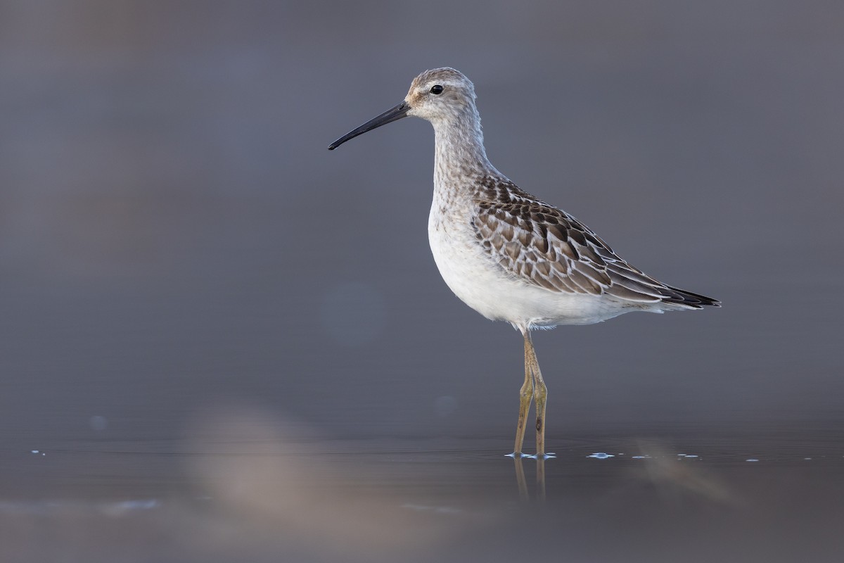 Stilt Sandpiper - Mathieu Bally