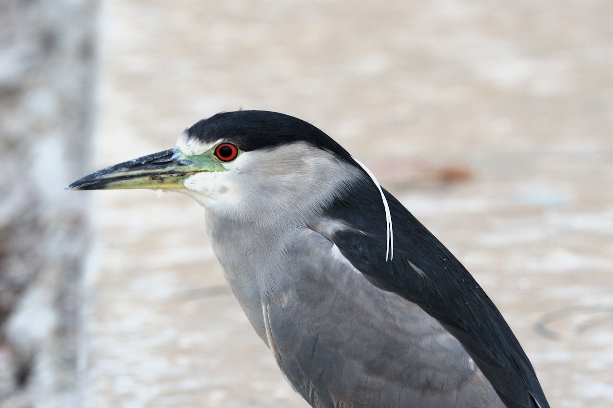 Black-crowned Night Heron - ML611514767