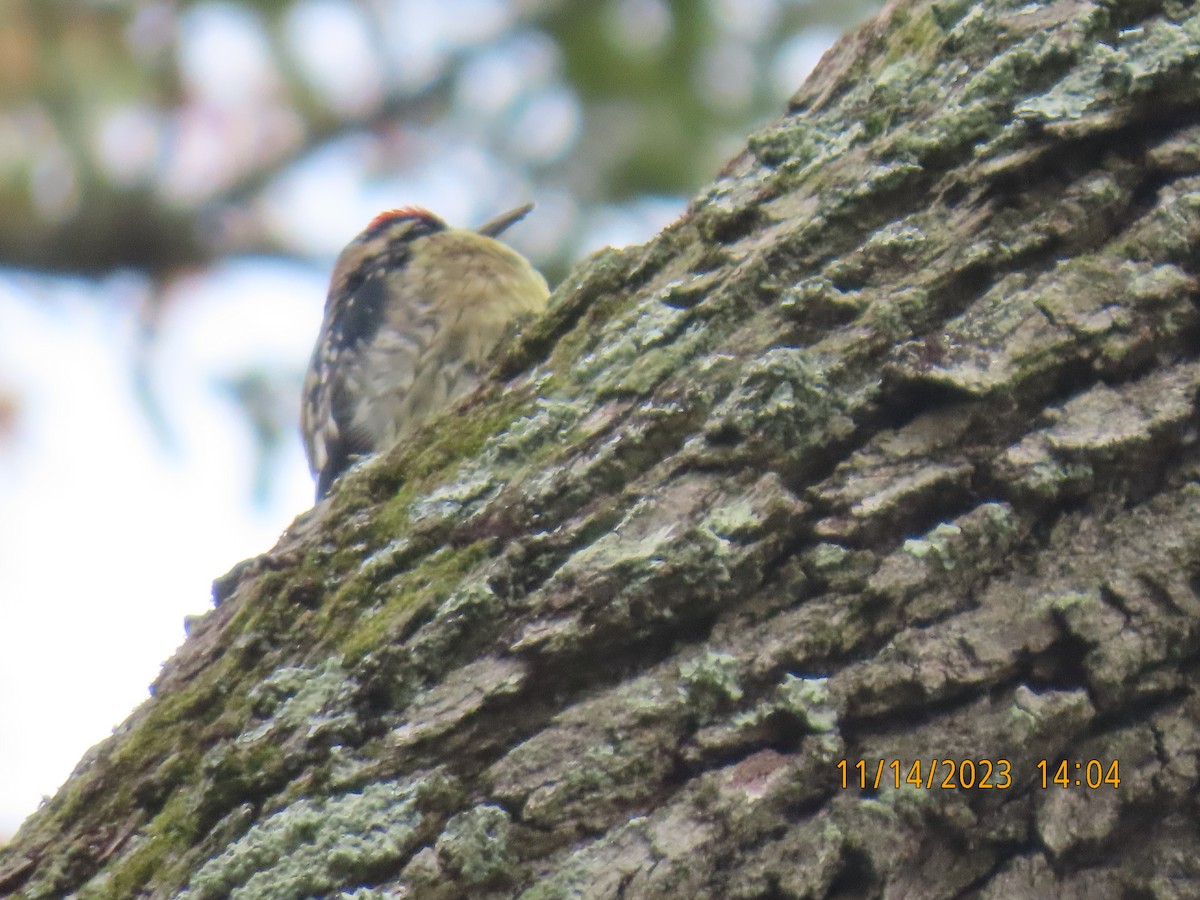 Yellow-bellied Sapsucker - ML611514792